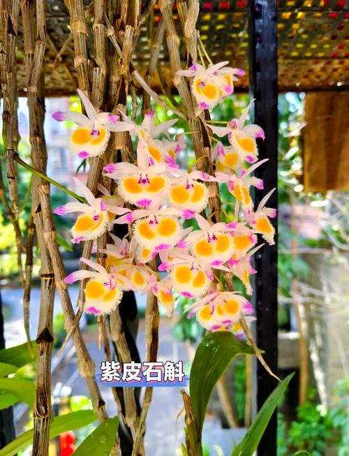 石斛种植与养护全攻略
