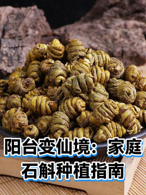阳台变仙境:家庭石斛种植指南