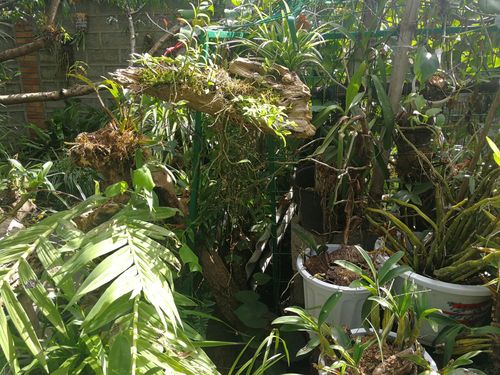 到大树村,永胜村考察林下养殖鸡技术和石斛种植技术