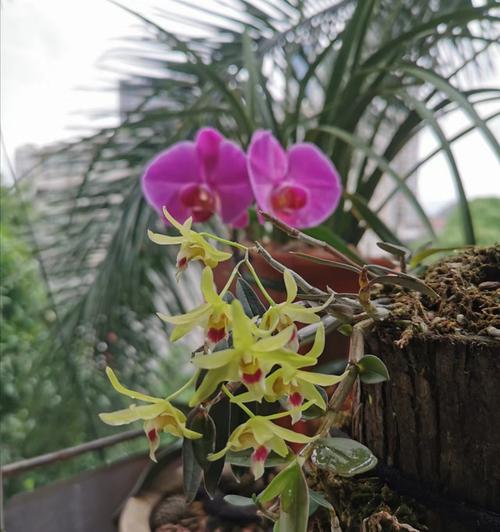 阳台种植铁皮石斛,五月开了一次花,九月又现花蕾
