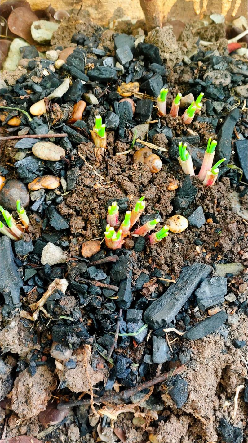 浙江人在老挝,r#种植的乐趣 ,一天去看无数遍,#石斛种植 - 抖音