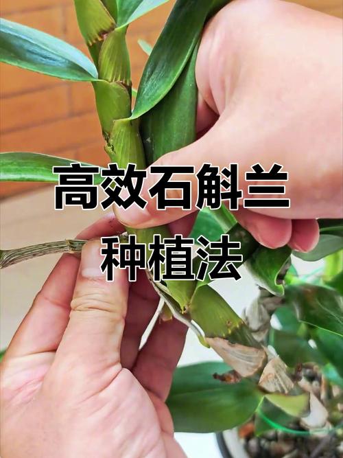 石斛兰种植技巧大公开,山坡木桩法让你事半功倍