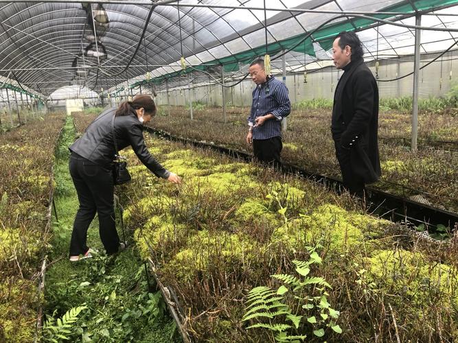 此次调研,资源所药用植物研究科技人员考察了该公司铁皮石斛种植大棚