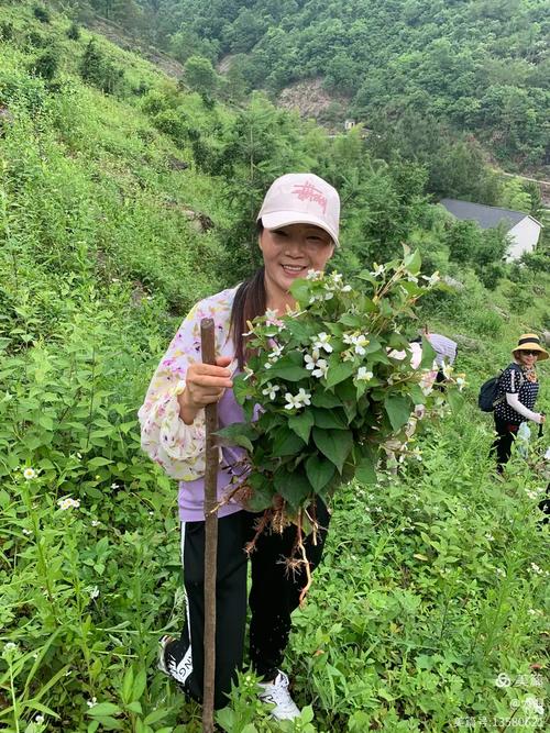 2020年5月23日游洞桥查口村铁皮石斛种植基地,大棚房里,松树上,毛竹上