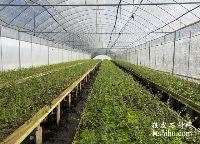 铁皮石斛温室大棚种植技术大全铁皮石斛网