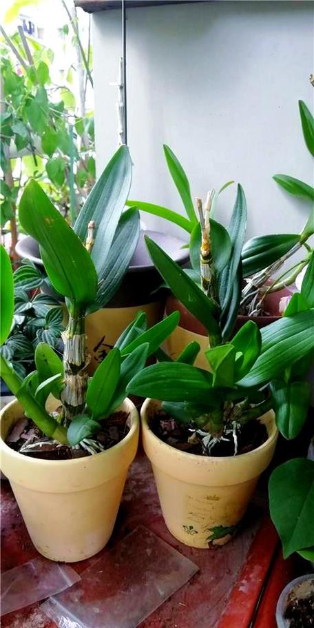 铁皮石斛种植指南:从选苗到养护的全面攻略