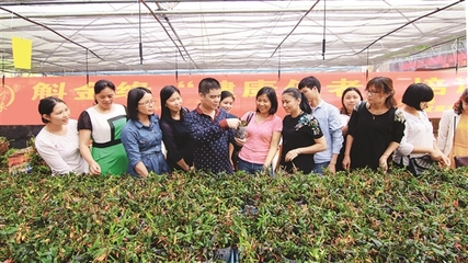 中药材种植成致富"金钥匙"
