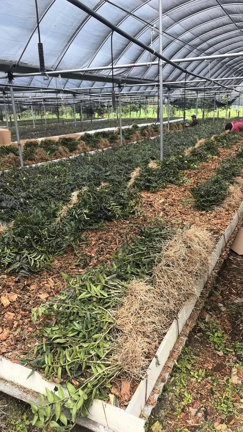 几百个大棚无剪枝两年苗#铁皮石斛 #种植基地 #抖音助农 #