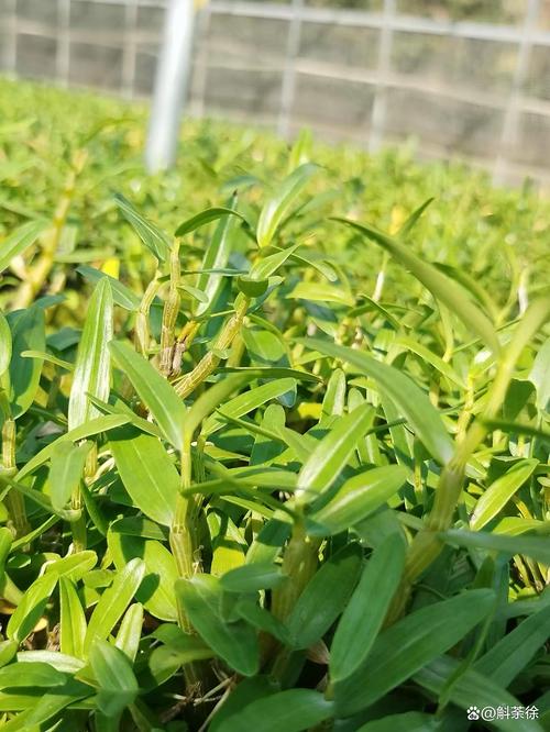 霍山石斛枫斗选购指南:避开误区,认准核心品质