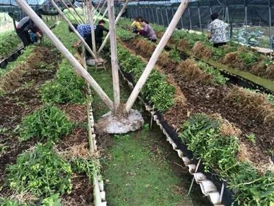 铁皮石斛中药材种植种苗出售